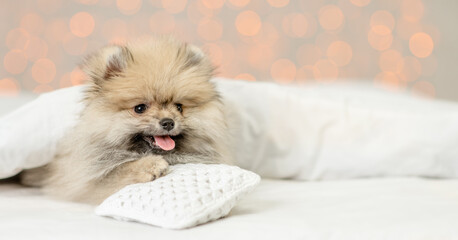 Pomeranian spitz puppy  lies under white warm blanket on a bed at home. Empty space for text