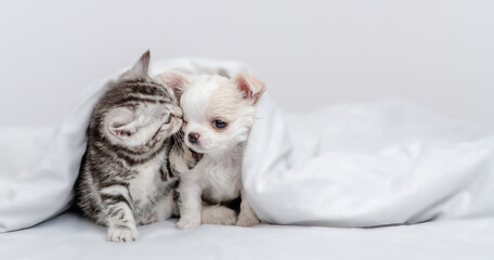 Tabby kitten kisses tiny chihuahua puppy under warm blanket on a bed at home. Empty space for text