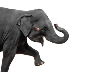 Close-up Movement of Asian Elephant Isolated on White Background with Clipping Path and Copy Space