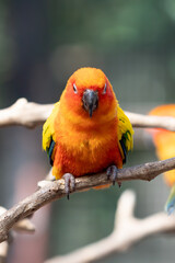 Close-up Sun Conure Parrot Perched on Branch Isolated on Background