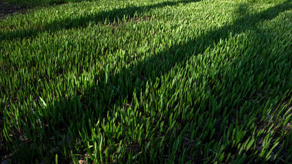 green grass background with shadow from tree