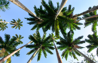 coconut tree