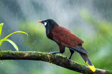 Montezuma Oropendola, Psarocolius montezuma, portrait of exotic bird from Costa Rica, brown with black head and orange bill, clear green background. Wildlife scene from nature