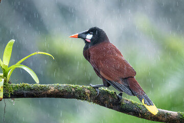 Montezuma Oropendola, Psarocolius montezuma, portrait of exotic bird from Costa Rica, brown with black head and orange bill, clear green background. Wildlife scene from nature