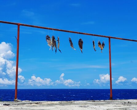 Dried Fish Left Outside To Dry Overnight.