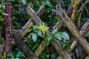 rain drops on thorny leaves of a mahonia shrub