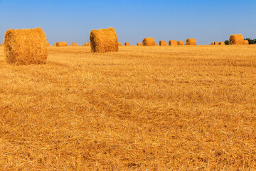 Fototapeta premium Round straw bales on a field after the grain harvest