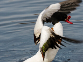 A duck flapping its wings.