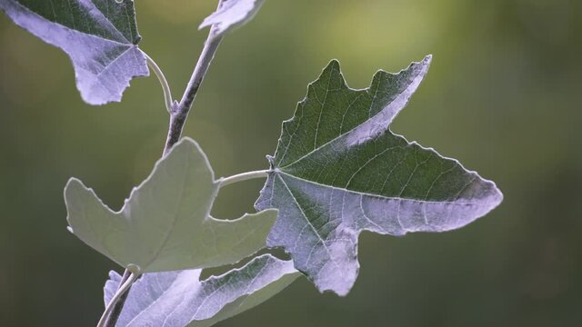 Extreme close up shot of White Poplar leaves against a blurry background