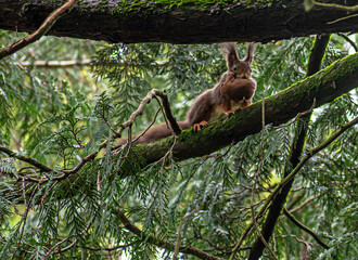 a squirrel carrying its baby in its mouth