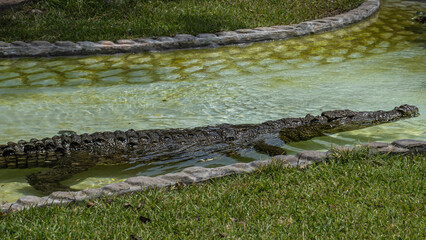 cocodrilo grande en el agua de una laguna 
