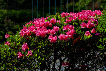 八面山のツツジ