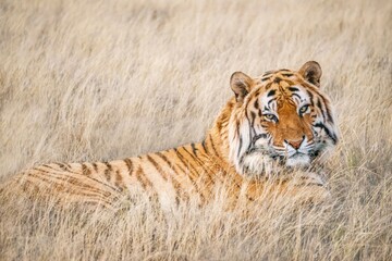 Fototapety  Portrait of a beautiful male Bengal tiger looking at the camera, while he is partially hidden in long, pale grass.