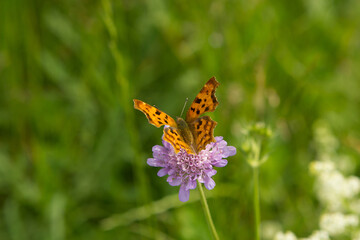 Orange small Polygonia c-album, comma butterfly on a flower in a green meadow on a blurred background with bokeh.