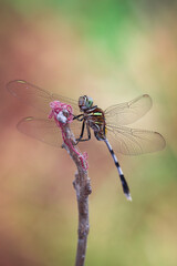 tiger dragonfly on day