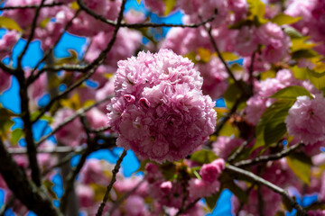 霊山の八重桜
