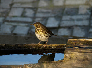 Vogel am Wasser