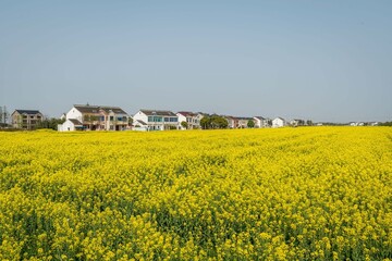 Outdoor rape flower field in spring countryside