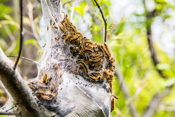 close-up of a large oak processionary moth nest in procession on an oak tree
