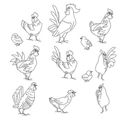 Black and white cocks, poultry and chickens. Birds, linear, contour. Illustration can be used for coloring book and pictures for children.