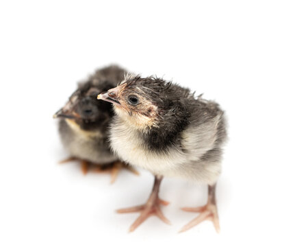 one day old chicken on a white background © studybos