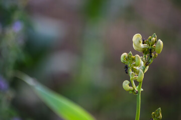 ant on flower in garden. nature green plant background outdoor, macro close up  flora blossom leaf wallpaper photo