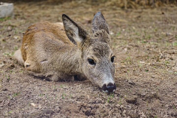 A young deer is lying on the ground.