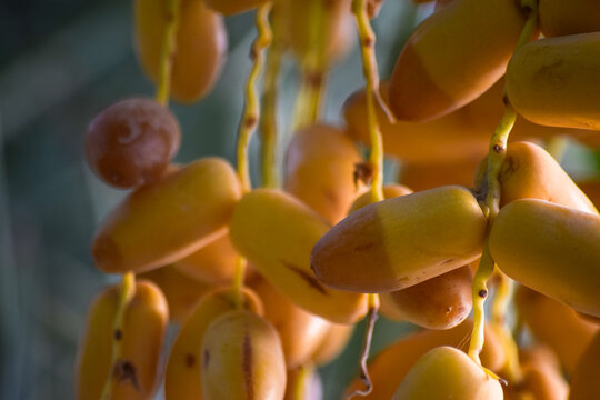 fresh sweet dates fruit hanging on tree in garden. unripen date leaf close up natural. Asian summer Pakistan Balochistan palm wallpaper background photo
