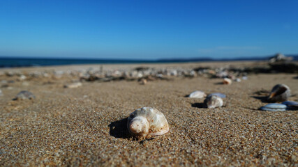 shells on the beach