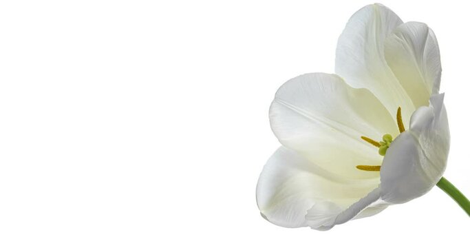 Beautiful white tulip flower on white background. Wedding, Valentines Day, Mothers Day concept. Holiday, love, birthday design backdrop with place for text or image. Congratulation banner