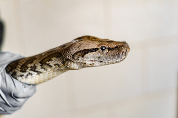 Adult boa constrictor holding hands, head close up.