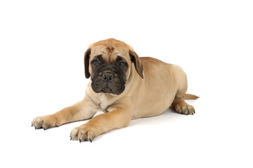 puppy mastiff isolated on white 