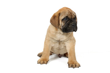 Puppy bullmastiff isolated on white 