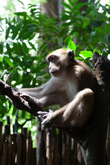 Wild monkey on the tree
