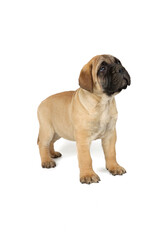 Obraz premium Puppy bullmastiff isolated on white 