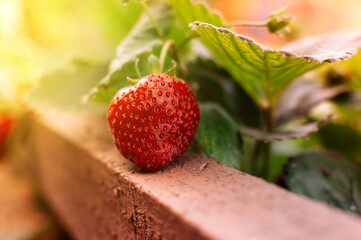 Close up ripe strawberries in vegetable garden with blurred green nature background,soft focus in strawberry garden.With copy space and warm bright sun.The concept of collecting ripe and ripe berries.