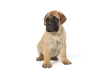 Puppy bullmastiff isolated on white 