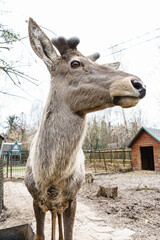 A proud deer that recently dropped its horns poses for the camera.