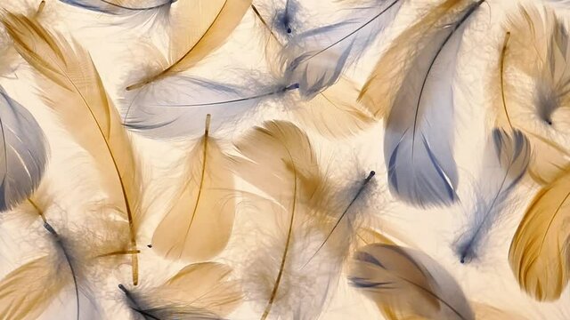 Feathers background . Blue and beige feathers texture. Beautiful nature background in natural shades