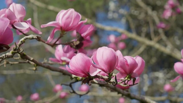Branches of pink Star Wars Magnolia 