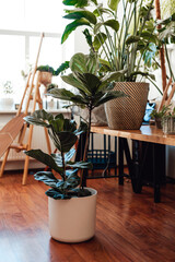 No people photo of a modern living room furnished with houseplants