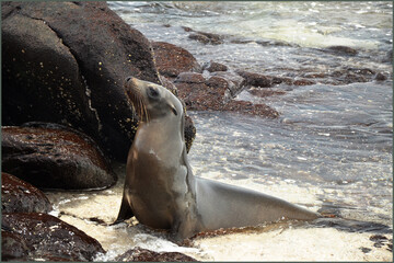 Magnificent Sea Lion, North Seymour, Galapagos islands