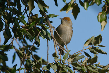 Female Eurasian Blackcap (Sylvia atricapilla) perched on a branch