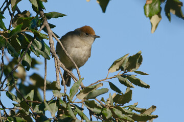 Female Eurasian Blackcap (Sylvia atricapilla) perched on a branch