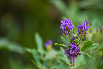 nature close up of purple flower in garden. green plant background outdoor flora blossom wallpaper photo