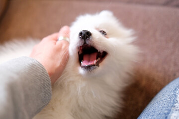Japanese Spitz puppy plays with hand. Blurred frame, artistic technique