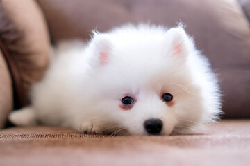 Japanese Spitz puppy lies on the couch. The dog is sad