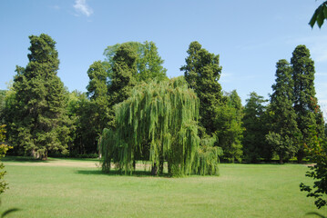 Beautiful shot of weeping willow tree - obrazy, fototapety, plakaty