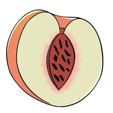 sliced peach colored drawing isolated illustration