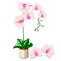 Color illustration with orchid in a pot. Cartoon style vector illustration.